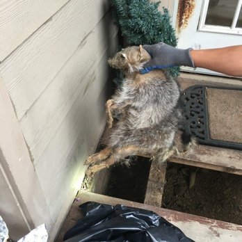 Wildlife Detectives - Pest Control Near Me - San Rafael, California Wildlife Detectives - Pest Control Near Me - San Rafael, California