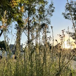 Towngate Memorial Park - A small fellers point view