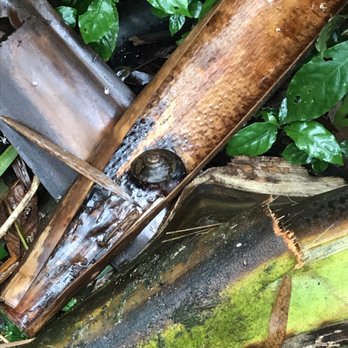 Jerrys Adventures llc. - The snail poked his head out a little - Tours Near Me - Bayamón, Puerto Rico Jerrys Adventures llc. - The snail poked his head out a little - Tours Near Me - Bayamón, Puerto Rico
