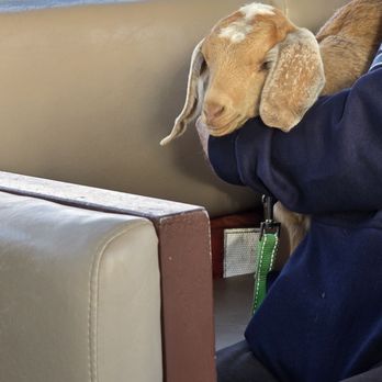 Lost Isle Adventures - Not my goat, but my photo. Raven, my dog, wasn't too excited for the goat. - Boat Tours Near Me - Morro Bay, California