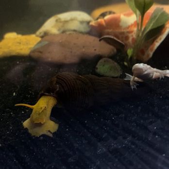 The Ocean Floor - Pet Stores Near Me - Phoenix, Arizona