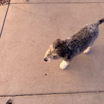 Barrio Brewing - Cute puppy - Brewpubs Near Me - Phoenix, Arizona Barrio Brewing - Cute puppy - Brewpubs Near Me - Phoenix, Arizona