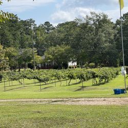 Hortonville Vinyard