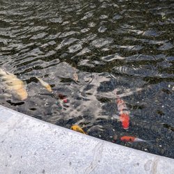 Cerritos Sheriff Station / Community Safety Center - Fish in the Sheriff Station Fountain