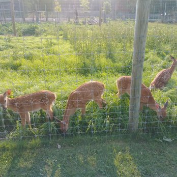Deer Ranch - Amusement Parks Near Me - Saint Ignace, Michigan Deer Ranch - Amusement Parks Near Me - Saint Ignace, Michigan