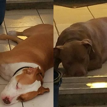 Calling All Paws - Calling all paws 2 newest clients.. - Pet Groomers Near Me - Las Vegas, Nevada Calling All Paws - Calling all paws 2 newest clients.. - Pet Groomers Near Me - Las Vegas, Nevada