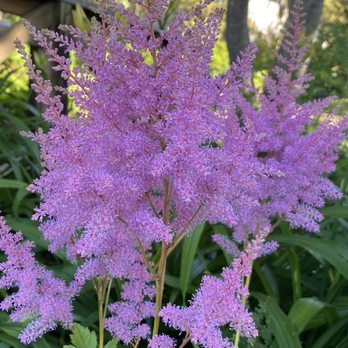 Bear Valley Nursery - Astilbe, a bright perennial. - Nurseries & Gardening Near Me - Lincoln City, Oregon
