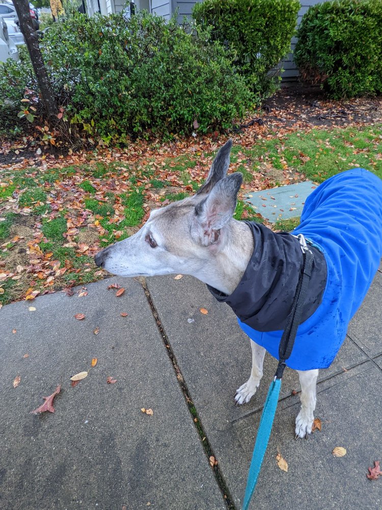 DERMATOLOGY CENTER FOR ANIMALS Updated September 2024 26 Photos & 37 Reviews 430 Yale Ave