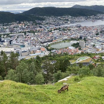Fløibanen - View of Bergen - Tours Near Me - Bergen, 12
