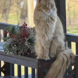 Falls Vet Care