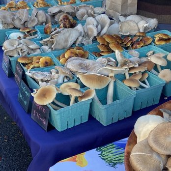 Ashby Fungi - A collection of Mushrooms at the Clement Street Farmers Market San Francisco - Farmers Market Near Me Ashby Fungi - A collection of Mushrooms at the Clement Street Farmers Market San Francisco - Farmers Market Near Me