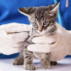 Animal Care Center