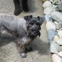 Photo of Doggie Care Resort