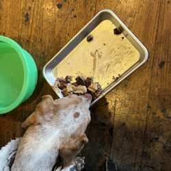 Tree House Eatery Drinkery - 'Lucky' on doggie dining menu with peanut butter