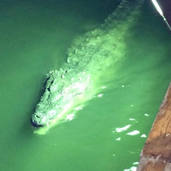 Lorenzillo's - Crocodiles swims by you while you are eating. Awesome experience - Seafood Near Me - Cancún, ROO