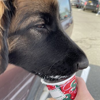 Starbucks - Tess loves Starbucks. She knows it's "pupacinno time" when we turn in off the street. Lol. - Coffee & Tea Near Me - Arlington, Washington Starbucks - Tess loves Starbucks. She knows it's "pupacinno time" when we turn in off the street. Lol. - Coffee & Tea Near Me - Arlington, Washington