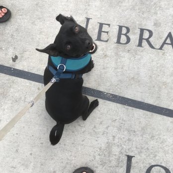 Bob Kerrey Pedestrian Bridge - A multi state Dog on National Dog Day! - Landmarks & Historical Buildings Near Me - Omaha, Nebraska Bob Kerrey Pedestrian Bridge - A multi state Dog on National Dog Day! - Landmarks & Historical Buildings Near Me - Omaha, Nebraska