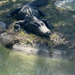 Reptile World Serpentarium - Alligator sunbathing