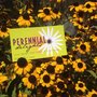 Photo of Perennial Delights