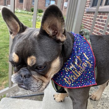 Dog & Co - A special birthday bandana for Emma from Dog & Co. - Pet Stores Near Me - New York, New York