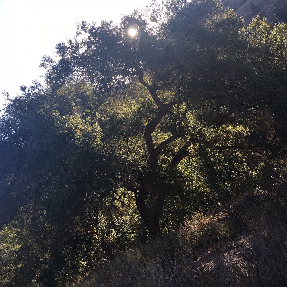 Hollenbeck Canyon Wildlife Area - Hiking Near Me - Jamul, California
