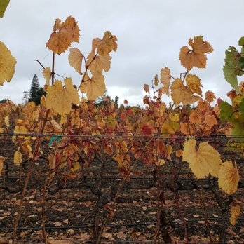 Peju Winery - Wine Tasting Room Near Me - Rutherford, California Peju Winery - Wine Tasting Room Near Me - Rutherford, California