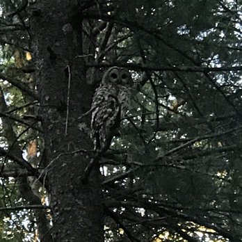 Dixon's Campground - An owl has arrived to watch us and our sad lil' fire - Campgrounds Near Me - Cape Neddick, Maine