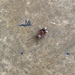This place is so dirty. Fruit flies and dead roaches. Obviously the owner is not around much to manage these kids. Nasty! This place is so dirty. Fruit flies and dead roaches. Obviously the owner is not around much to manage these kids. Nasty!