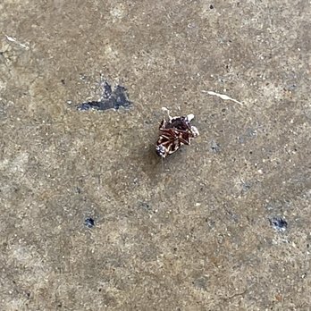 Wingstop - This place is so dirty. Fruit flies and dead roaches. Obviously the owner is not around much to manage these kids. Nasty! - Chicken Wings Near Me - Melissa, Texas Wingstop - This place is so dirty. Fruit flies and dead roaches. Obviously the owner is not around much to manage these kids. Nasty! - Chicken Wings Near Me - Melissa, Texas