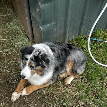 Grooms By Deanna - May at the barn - Pet Groomers Near Me - Eugene, Oregon Grooms By Deanna - May at the barn - Pet Groomers Near Me - Eugene, Oregon
