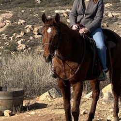 San Diego Trail Company - View from 1 hour trail ride, back hills of Poway