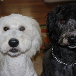 Wheaten & Whoodle World - My boys--Finnian Whoodle and Fergus Whoodle from Wheaten and Whoodle World.