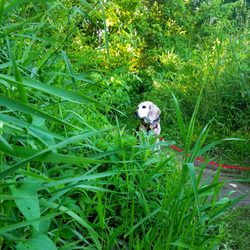 Siebenthaler Fen - Jason Statham loves chillin in the tall grass