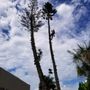 Photo of All Around Tree Specialist