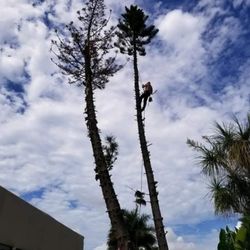 All Around Tree Specialist