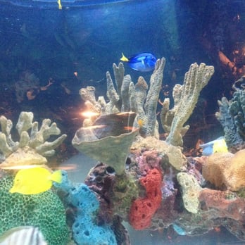 Rainforest Cafe - Fish tank ! Rainforest cafe - American Near Me - San Antonio, Texas Rainforest Cafe - Fish tank ! Rainforest cafe - American Near Me - San Antonio, Texas