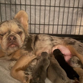 Parkway Veterinary Hospital - Post c-section - Veterinarians Near Me - Folsom, California Parkway Veterinary Hospital - Post c-section - Veterinarians Near Me - Folsom, California