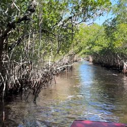 Captain Jack's Airboat Tours - Mangrove natural tunnel.