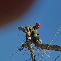 Mount Helena Tree Experts