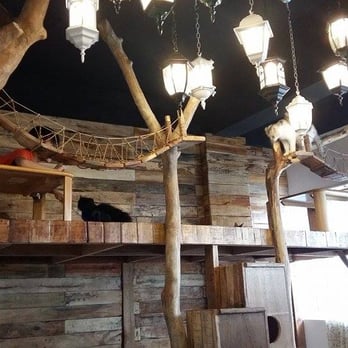 Miao Cat Cafe - Cafes Near Me - Quezon City, NCR Miao Cat Cafe - Cafes Near Me - Quezon City, NCR