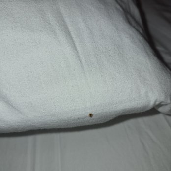 Taylor-Made Deep Creek Vacations - Bed bug on the pillow - Guest Houses Near Me - McHenry, Maryland