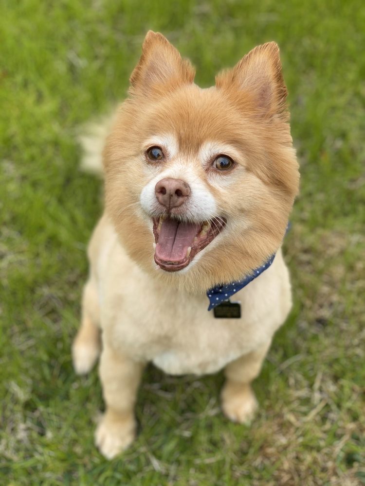 BUBBLES DOG GROOMING 69 Photos & 46 Reviews 3616 N Fry Rd, Katy