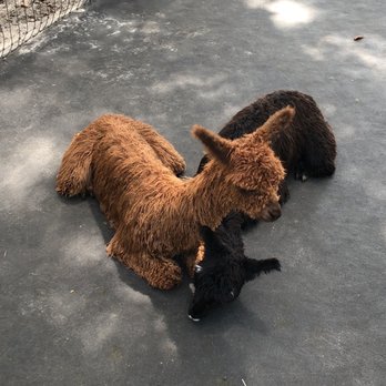 LunaSea Alpaca Farm - Attraction Farms Near Me - Clermont, Florida LunaSea Alpaca Farm - Attraction Farms Near Me - Clermont, Florida
