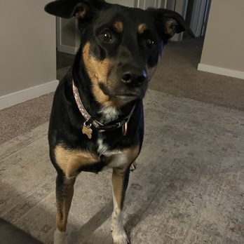 Boise Pet Sitters - Dog Walkers Near Me