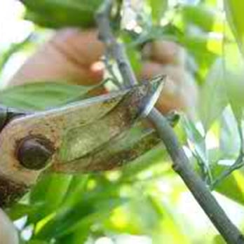 Merryman's Custom Lawn Care - Tree Pruning - Landscaping Near Me Merryman's Custom Lawn Care - Tree Pruning - Landscaping Near Me