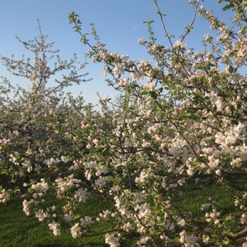 Woodman Hill Orchard - The start of a bountiful year. - Farmers Market Near Me - Vergennes, Vermont Woodman Hill Orchard - The start of a bountiful year. - Farmers Market Near Me - Vergennes, Vermont