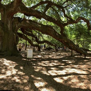 Angel Oak - Parks Near Me - Johns Island, South Carolina