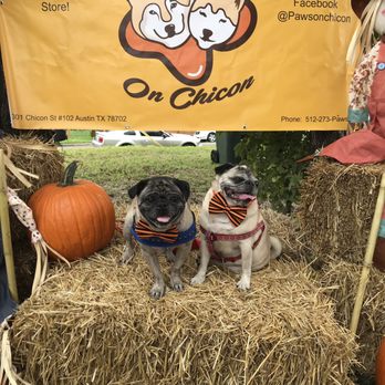 Paws on Chicon - Pet Stores Near Me - Austin, Texas