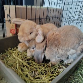 Cuddle Clones - Noodle Bug and his cuddle clone - Pet Stores Near Me - Akron, Ohio Cuddle Clones - Noodle Bug and his cuddle clone - Pet Stores Near Me - Akron, Ohio