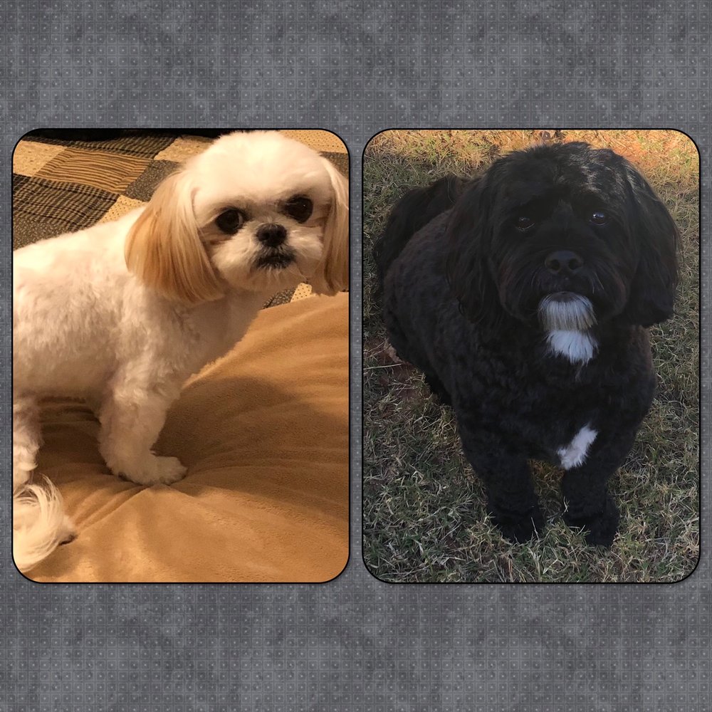 COUNTRY HOME KENNELS Updated August 2024 12 Reviews 336 Elliott